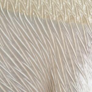 Sparkling Tablecloth: Ivory